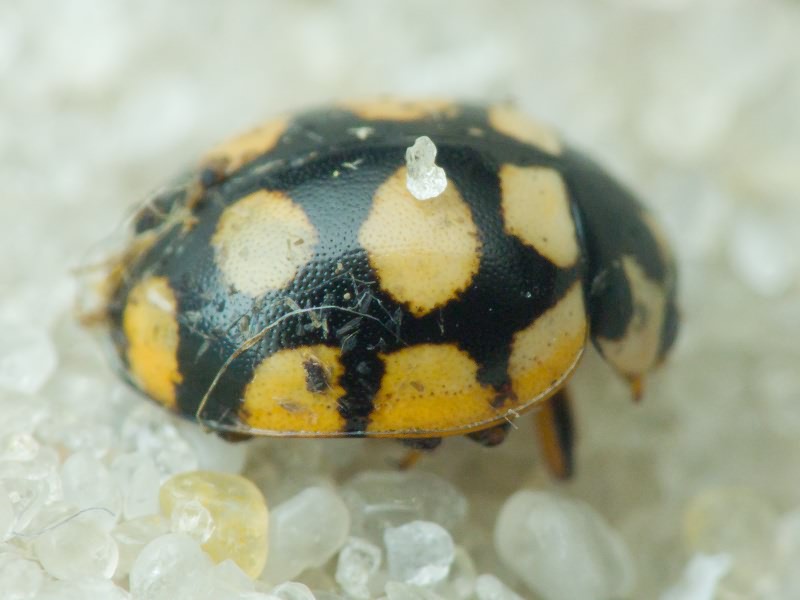 Coccinula quatuordecimpustulata (Linnaeus, 1758)